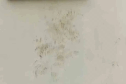 Bir günde 20 eve giren ayı yayla sakinlerini canından bezdirdi
