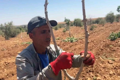 Şanlıurfa’da fıstık aşılama dönemi başladı
