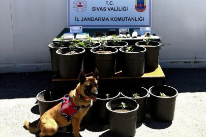 Saksıda yetiştirilen uyuşturucu fide aşamasında ele geçirildi
