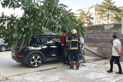 Kökü duvarın altında olan ağaç aracın üzerine devrildi
