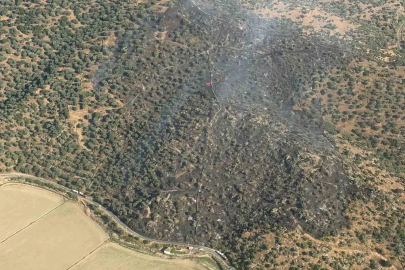 Aydın’da zeytinlikteki yangın söndürüldü
