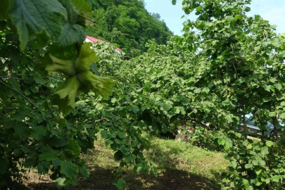 Giresun’da kahverengi kokarcaya karşı samuray arıları doğaya salındı
