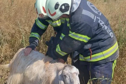 Denizli’de kuyuya düşen keçileri itfaiye kurtardı
