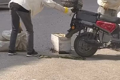 Arılar motosiklette oğul verdi
