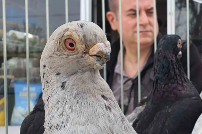 Parmak ucunda yürüyen endemik Tokur güvercinleri görücüye çıktı
