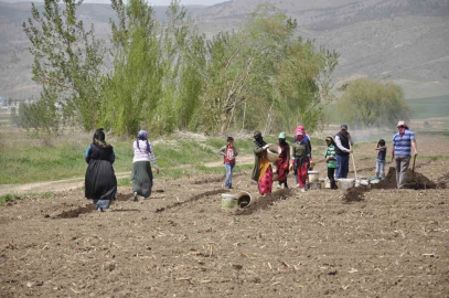 Erzincan’da tarımın görünmeyen kahramanları: Mevsimlik işçiler
