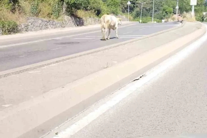 Ümraniye’de cadde ortasında başıboş inek görüntülendi

