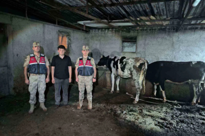 Kayıp büyükbaş hayvanlar jandarma ekiplerince bulundu
