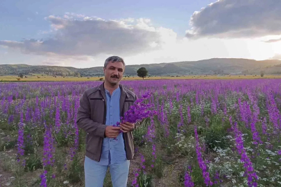 Tarlalar mora boyandı, çiçekler resim tablosunu andırdı
