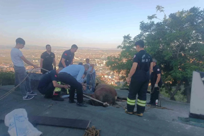 Çöken çatıda mahsur kalan ineği itfaiye kurtardı
