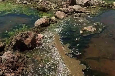 Araban Karasu Çayı’nda tedirgin eden toplu balık ölümleri
