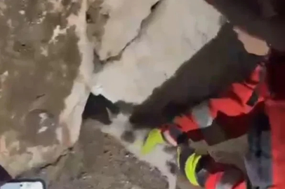 Duvara sıkışan kediyi itfaiye kurtardı
