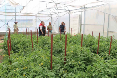 Erzincan’da seracılık yatırımları üretimi artırıyor
