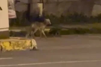 Ardahan’da gece şehre inen tilki kamerada
