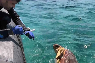 Ağa takılan deniz kaplumbağasını dernek görevlileri kurtardı
