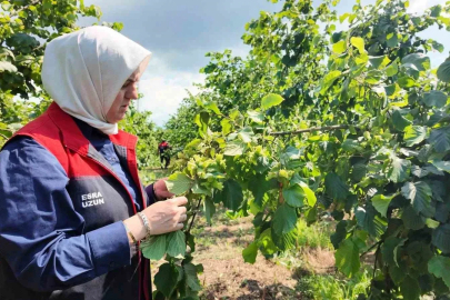 Yeni sezon öncesi fındık bahçelerinde saha incelemeleri sürüyor
