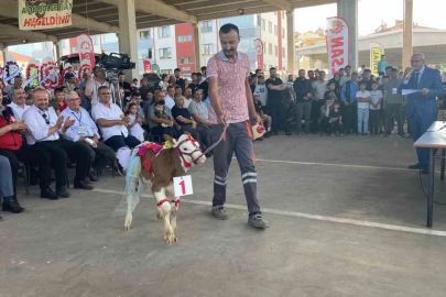 Otuz buzağı arasından en güzeli seçildi
