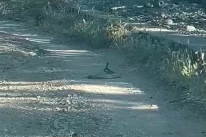 Bingöl’de iki yılanın dansı görüntülendi
