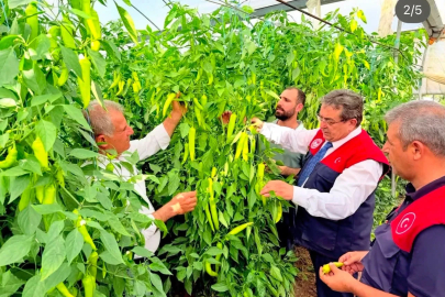 Mersin’de kapya biber üretimi yerinde incelendi
