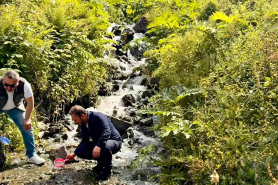 Uzungöl ve çevresindeki derelere 15 bin kırmızı benekli yavru alabalık bırakıldı
