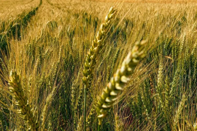 Yerli ve milli buğday ’kirve’ Çorum’da beklentileri aştı
