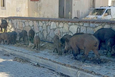 Bodrum’da gündüz vakti domuz sürüsü mahalleye indi
