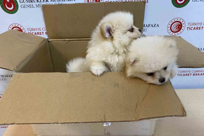 Ticaret Bakanlığı Gümrükler Muhafaza ekiplerinden yavru köpeklere yönelik kaçakçılık girişimine geçit yok
