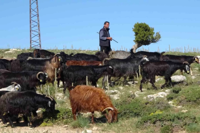 Türkiye’nin keçi yetiştirme merkezi Mersin: Toroslar yeşerdi, Yörüklerin zorlu mesaisi başladı
