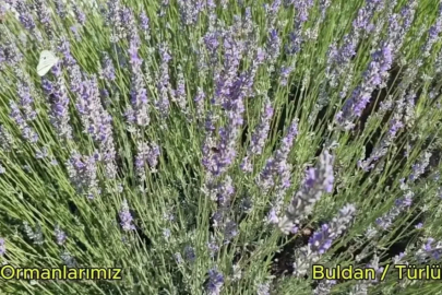 Buldan’da yangının izleri silinen 44 hektarlık alandan adeta bal damlayacak
