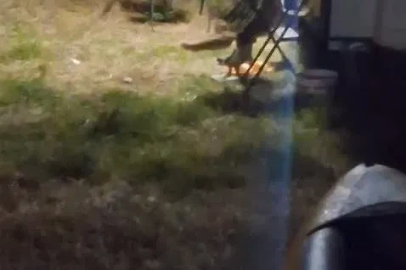 Kamp alanına giren hırsız tilki kameraya yakalandı
