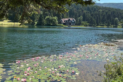 Bolu’da bu çiçeği koparmanın cezası 699 bin 197 lira
