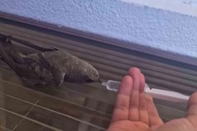 Sıcaktan bitkin düşen ebabil kuşu, su ile yeniden hayata tutundu

