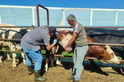 Hayvan sağlığının korunmasına yönelik çalışmalar sürüyor
