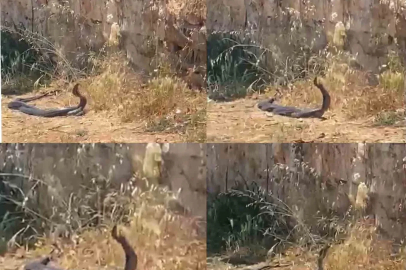 2 metrelik yılanların dansını kedi izledi
