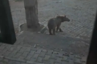 Kars’ta oteller bölgesine inen boz ayıyla vatandaşın diyaloğu gülümsetti
