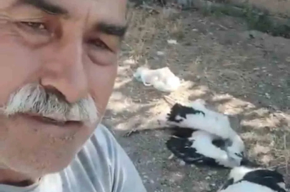 Bahçesindeki leyleklerin öldüğünü görünce gözyaşlarına boğuldu
