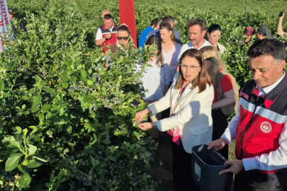 Yaban mersini meyvesinde yüksek rekolte
