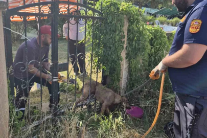 Parmaklıklara sıkışan köpek kurtarıldı
