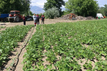 Tescilli Işıl-24 kuru fasulyesinin üretimi sürüyor
