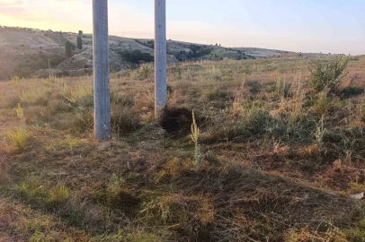 Bilecik’te elektrik akımına kapılan kuş yangına sebep oldu
