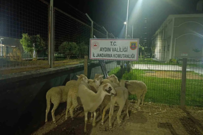 Koçarlı’da 15 koyun evin bahçesinden çalındı
