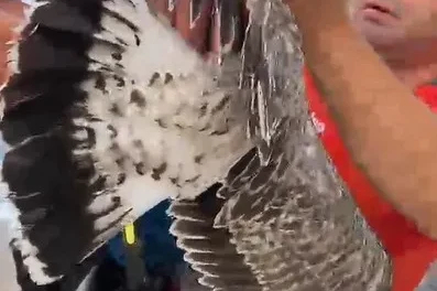 Alanya’da ayaklarına misina dolanan martıyı amatör balıkçılar kurtardı
