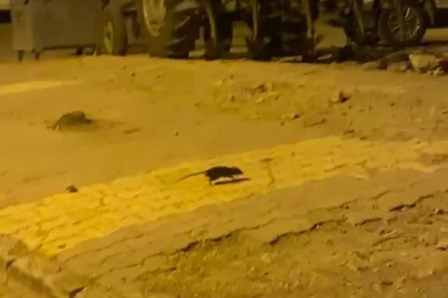 Lağım fareleri korkutuyor
