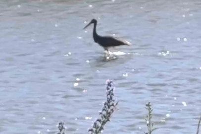 Çoruh Nehri’nde balık avlayan kara leylek kamerada
