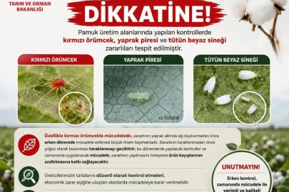 Aydınlı pamuk üreticilerine zararlı uyarısı
