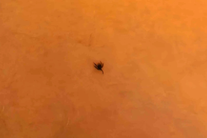 İnegöl’de kene alarmı
