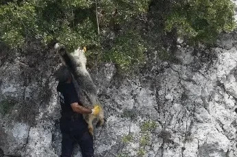 Uçurumda mahsur kalan keçiyi itfaiye kurtardı

