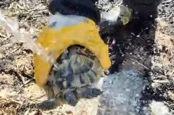 Alevler arasında kalan kaplumbağayı itfaiye ekipleri suyla serinletti
