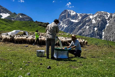 Zorlu yayla şartlarında tescilli lezzet üretiliyor
