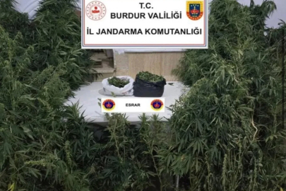 Kenevirleri sularken suçüstü yakalandı
